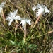 Dianthus serotinus - Photo (c) Stefan.lefnaer, algunos derechos reservados (CC BY-SA)