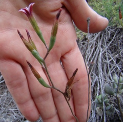 Adromischus caryophyllaceus