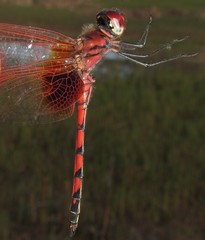 Trithemis monardi