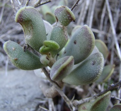 Adromischus caryophyllaceus