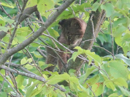 Bobcat photographed in Kansas