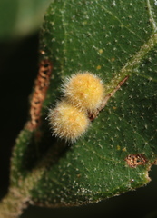 Atrusca carolina