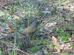 Junco bairdi