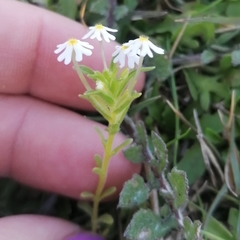 Zaluzianskya gracilis