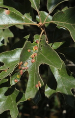 Polystepha symmetrica