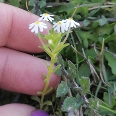 Zaluzianskya gracilis