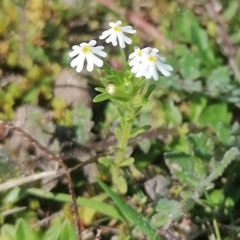 Zaluzianskya gracilis