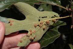 Polystepha symmetrica