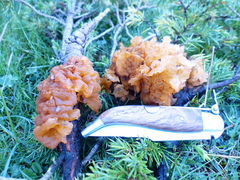 Gymnosporangium tremelloides