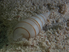 Pyramidella dolabrata