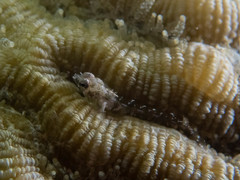 Emblemariopsis bahamensis