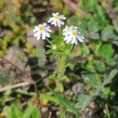 Zaluzianskya gracilis