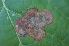 Ectoedemia platanella group