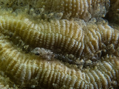 Emblemariopsis bahamensis
