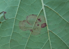 Ectoedemia platanella group