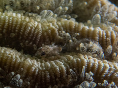 Emblemariopsis bahamensis