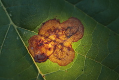 Ectoedemia platanella group