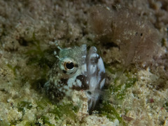 Emblemaria pandionis