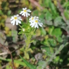 Zaluzianskya gracilis
