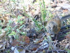 Junco bairdi