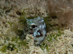 Emblemaria pandionis