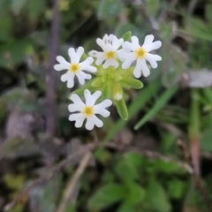 Zaluzianskya gracilis