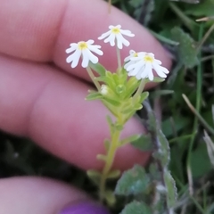 Zaluzianskya gracilis
