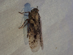Alphina glauca