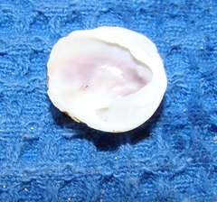 Sigapatella novaezelandiae