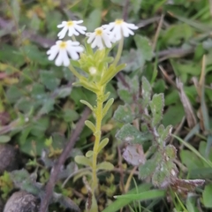 Zaluzianskya gracilis