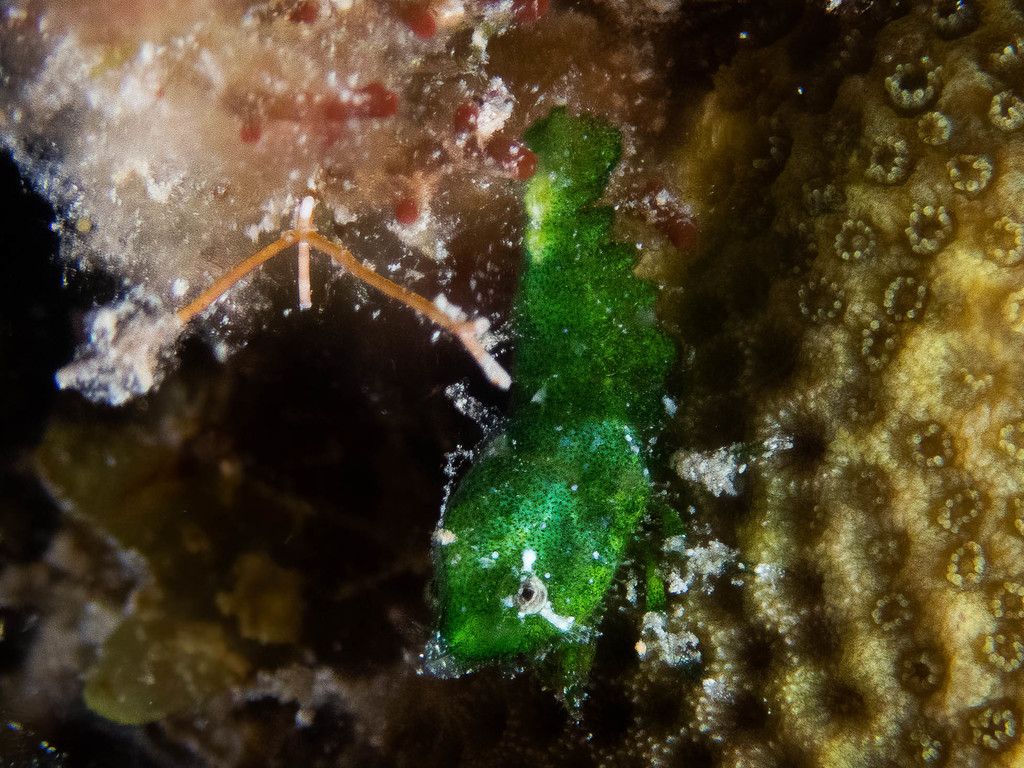 Roughback Shrimp
