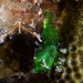 Trachycaris rugosa - Photo (c) caymanmatt, algunos derechos reservados (CC BY-NC), subido por caymanmatt