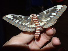 Citheronia splendens