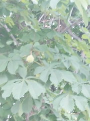 Aesculus hippocastanum