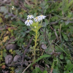 Zaluzianskya gracilis