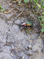 Carabus monilis