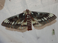 Citheronia splendens