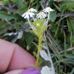 Zaluzianskya gracilis