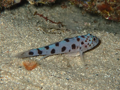 Thorogobius ephippiatus