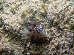 Octopus joubini