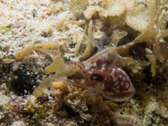 Octopus joubini