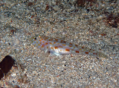 Thorogobius macrolepis