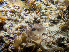 Octopus joubini