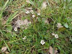 Cardamine hirsuta