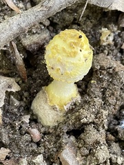 Amanita levistriata