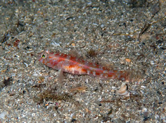 Vanneaugobius dollfusi