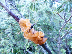 Gymnosporangium tremelloides