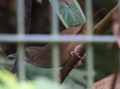 Malacocincla abbotti