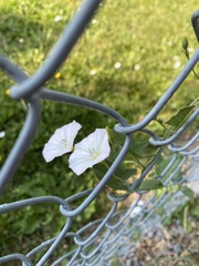 Convolvulus arvensis