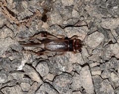 Brachytrupes